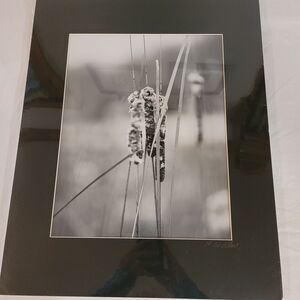 Signed M Wallace Black/white Photo Print Black Matt 16"x20" Cat Tail